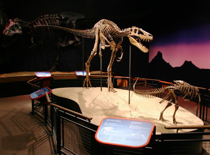 "Jane" Burpee Museum's juvnile T. rex