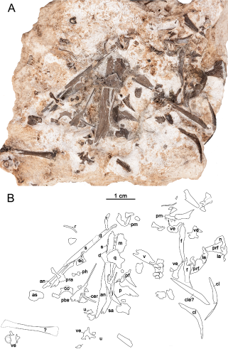 Elements of the newly described Abyssomedon williamsi from the early Permian of Oklahoma.